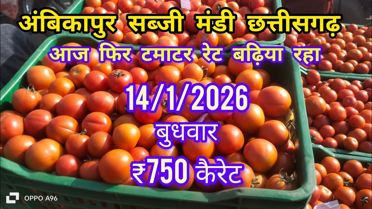अंबिकापुर सब्जी मंडी || आज टमाटर ₹750 कैरेट बीका है || 14/1/2026 | Ambikapur sabji mandi |#ambikapur
