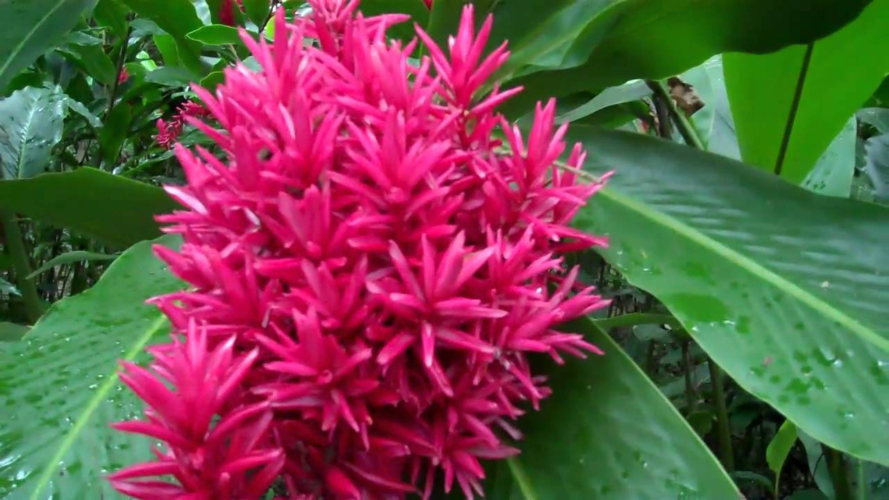 Parque de la Flora Tropical,  Edo. Yaracuy, Venezuela