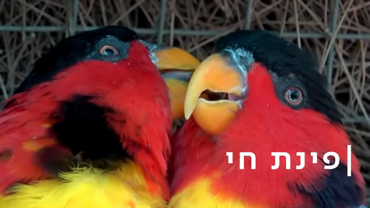 שיר אהבה פשוט: ילד הכאפות של התוכים והמטפלת הצעירה