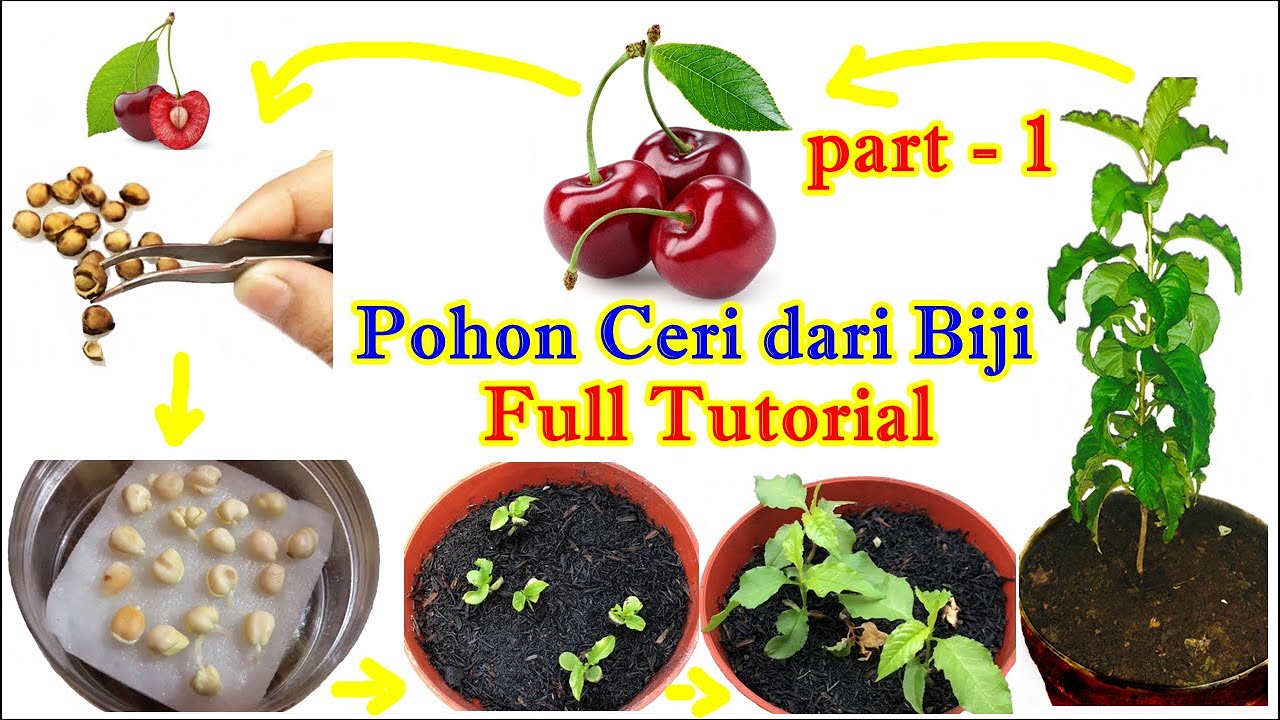 Cara Menanam Ceri ( Cherry ) dari BIJI PART - 1