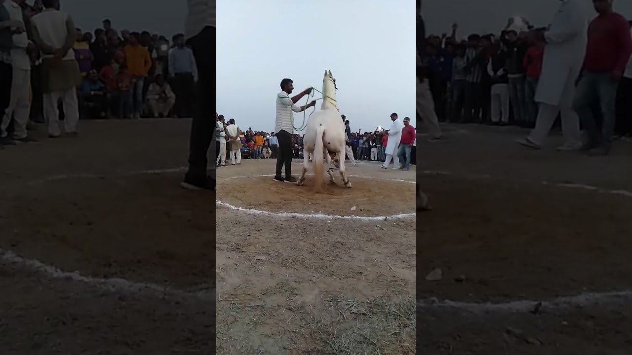 लीलू लाडपुर हॉर्स कंप्टीशन दिघोट