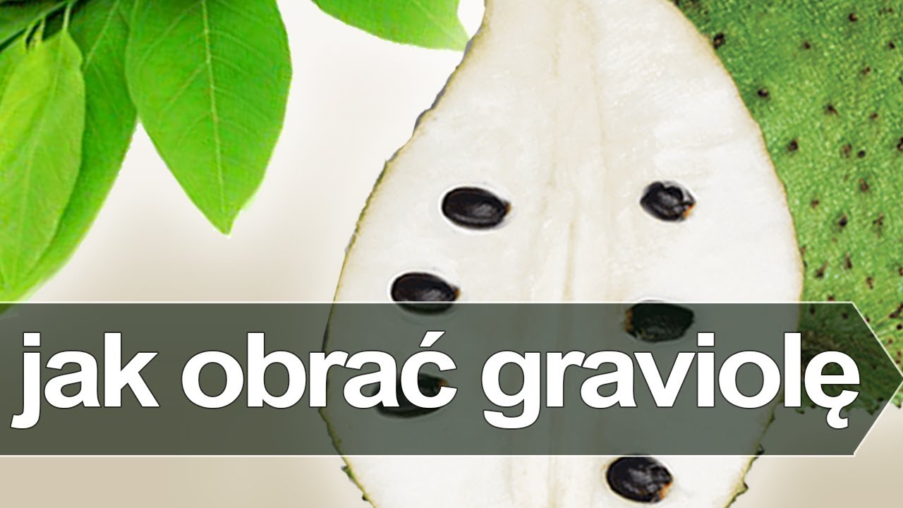 Jak obrać graviole - 2 proste sposoby na cherimoye | graviola cherimoya jak jeść