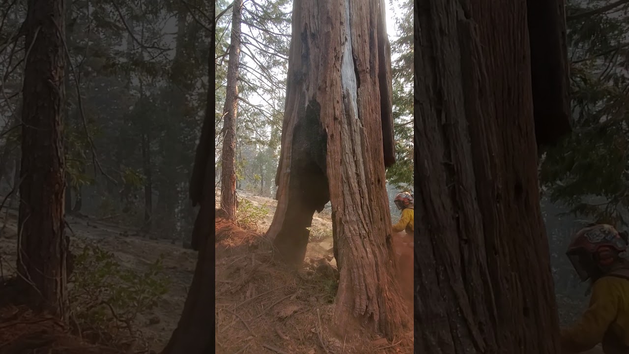 killer tree