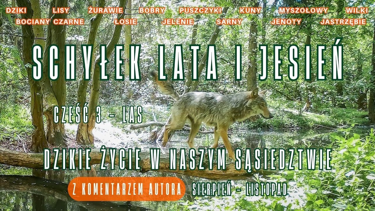 Dzikie życie w Dolinie Neru - cz.3 - Schyłek lata i jesień w Lesie | z komentarzem