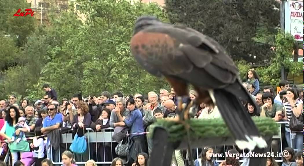 Falchi e falconieri alla Sagra della sfrappola a Riola 1/5/2014