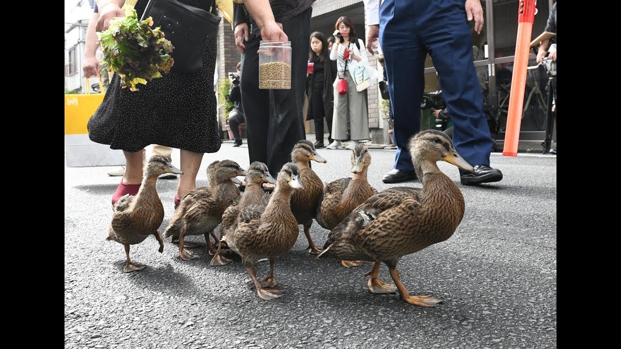 京都・要法寺で〝カモの引っ越し〟 子ガモ９羽が鴨川へ