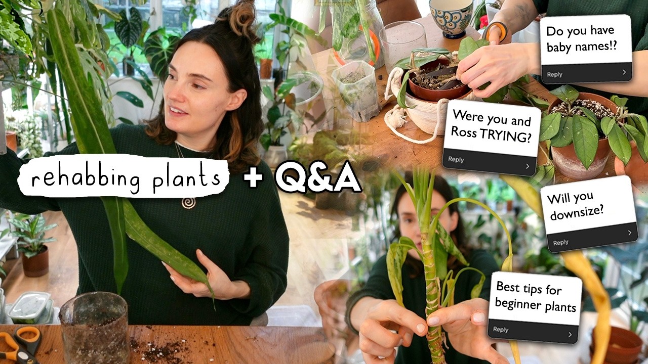 Big Planty Rehab + BIG Questions 🌱