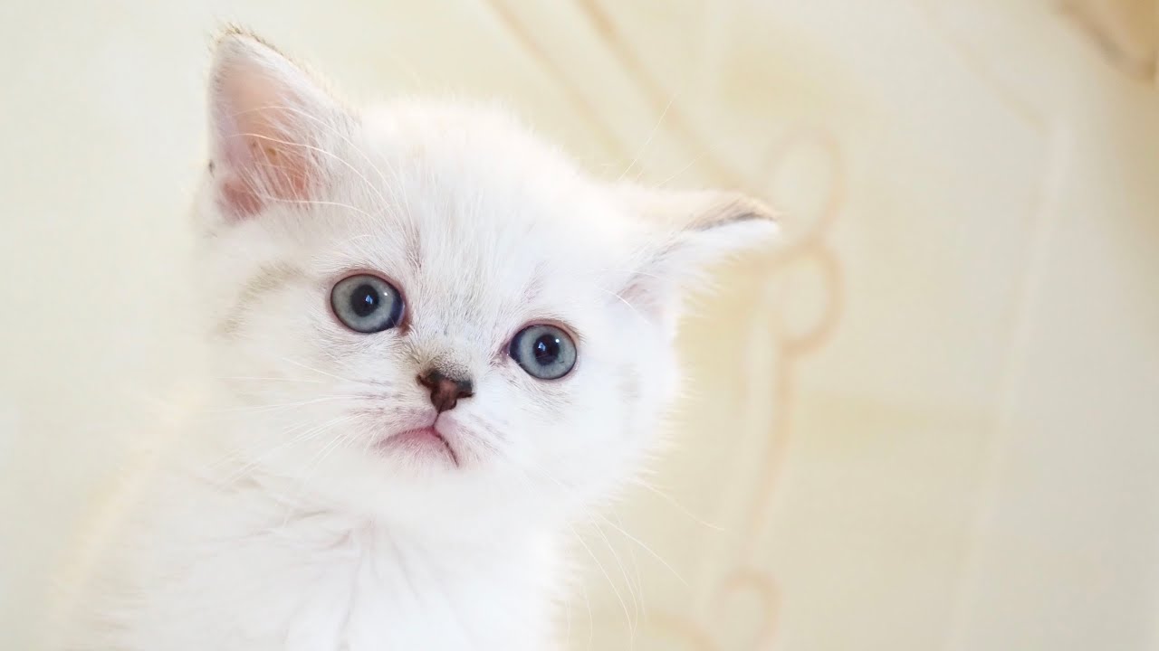Scottish Straight Female with Seal Tabby Point & White