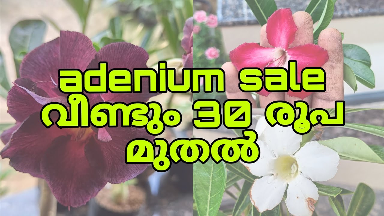 Adenium Sale | വെറും 30 രൂപ മുതൽ #adeniumsale #adenium_garden