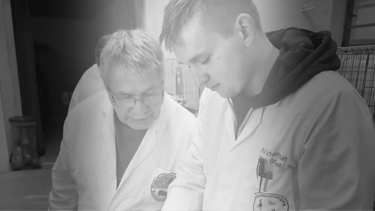 Schwingen, Schn&auml;bel und viel mehr &ndash; Rassegefl&uuml;geljungtierschau in Wippra