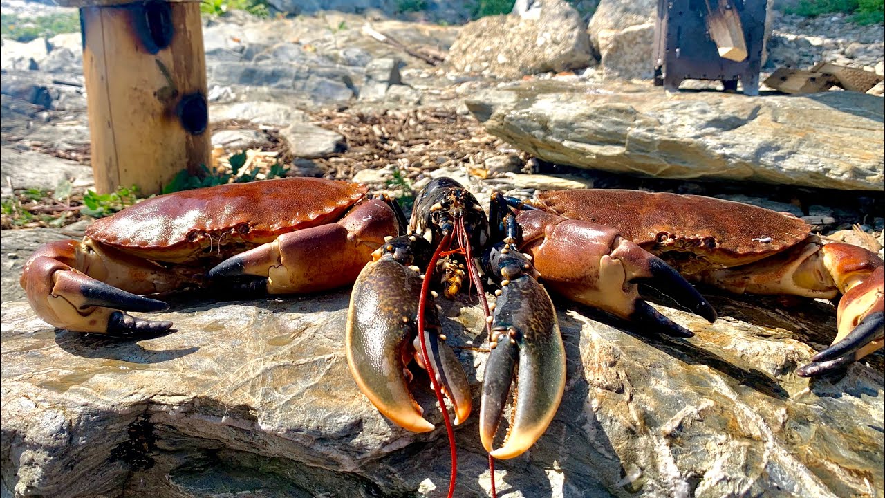 COASTAL FORAGING - Big Brown Crabs, Lobsters, Prawns, Velvet Crabs,  BUSHCRAFT COOK UP!