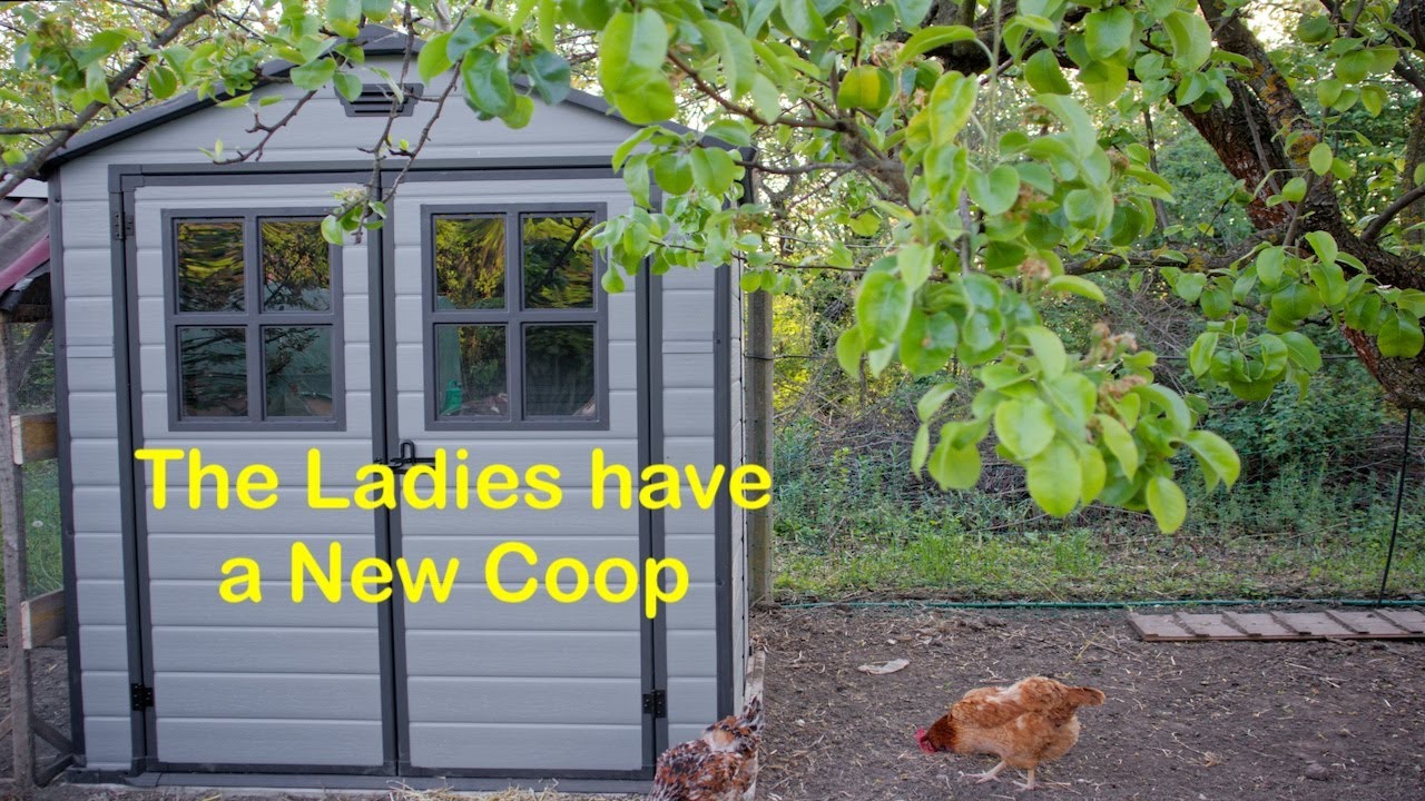 The ladies have a new coop