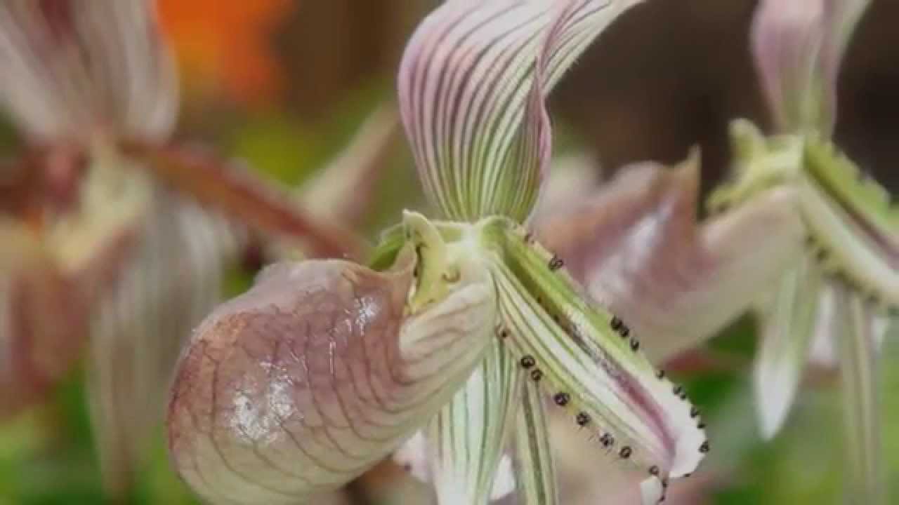 Gesicht der Orchidee
