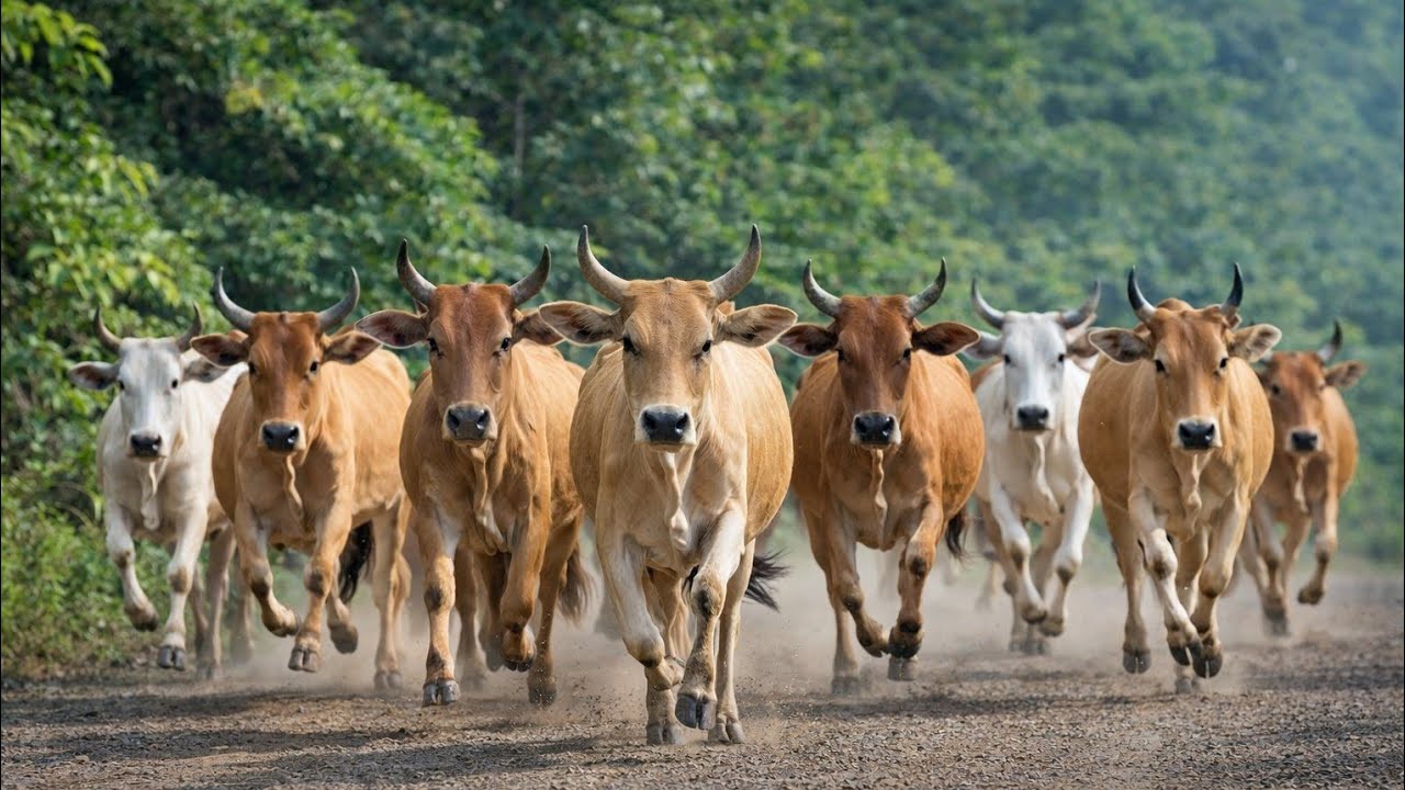 Leading the cows that had just come out of their pens towards the wide and fresh grasslands