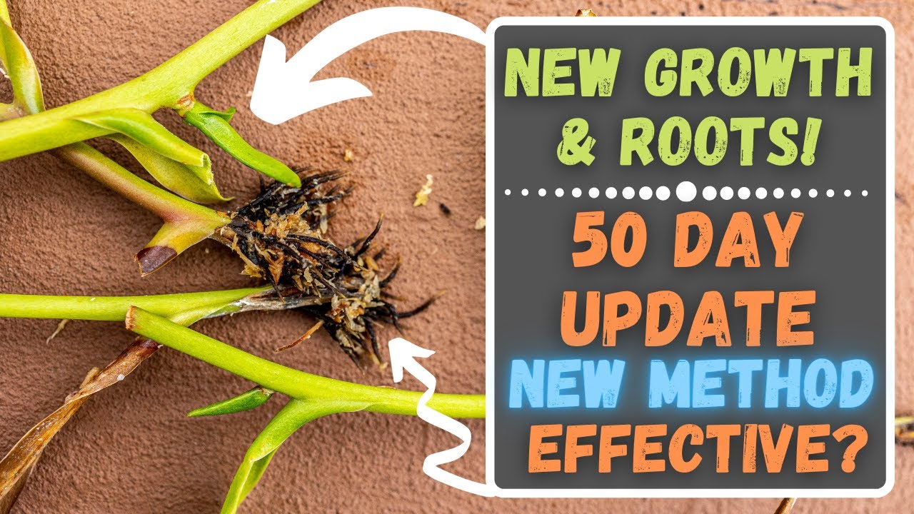 Nepenthes Ventrata Cuttings Update: Roots & New Growth Points? Tropical Pitcher Plant Propagation!
