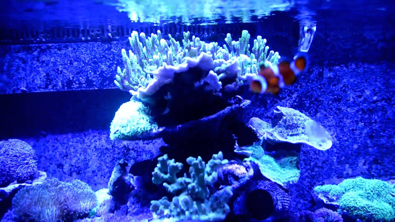 ReefDVMs Reef Tank Trouble Update