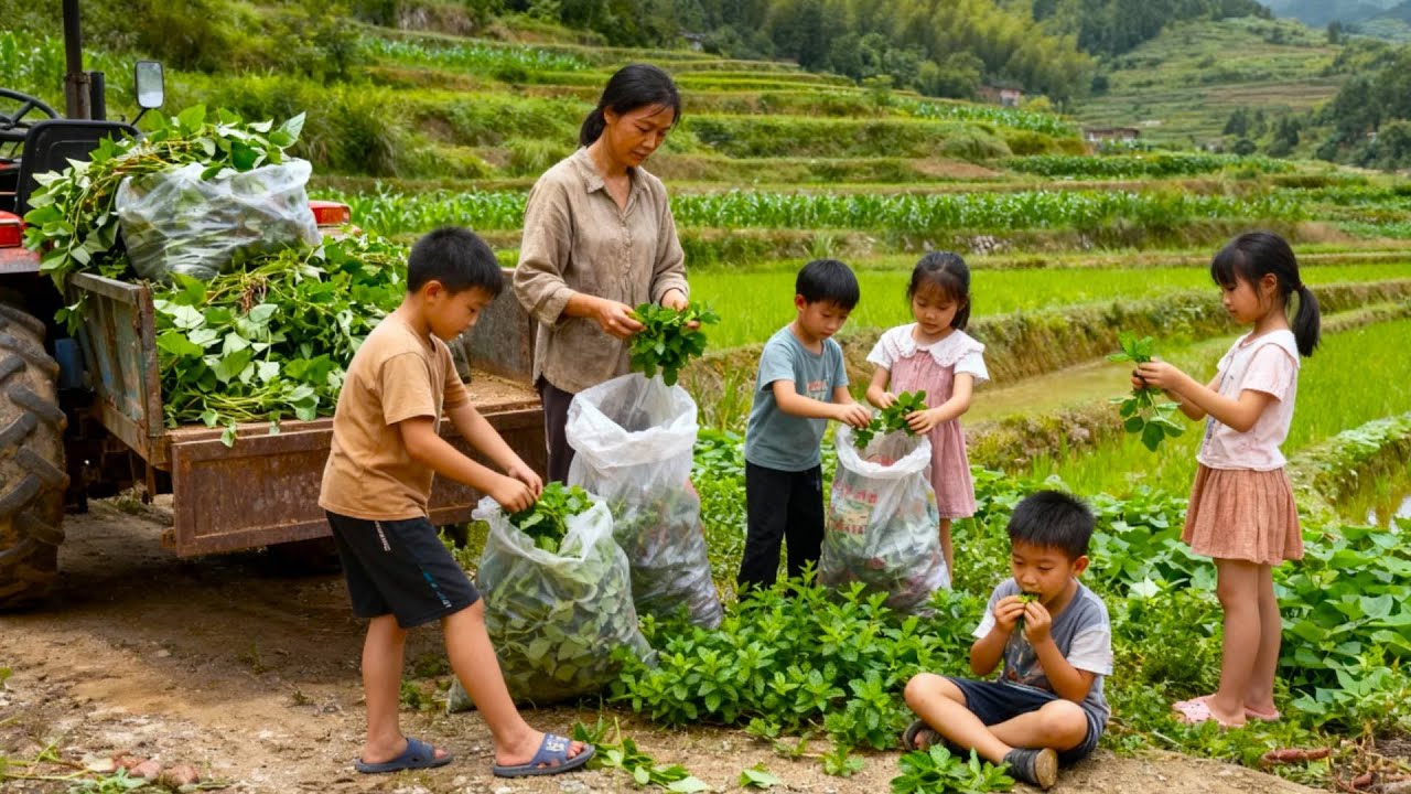 【一家七口隐居深山】妈妈带五个孩子上山采摘野生番薯叶和薄荷，孩子们吃得津津有味！#农村生活#vlog#山居生活