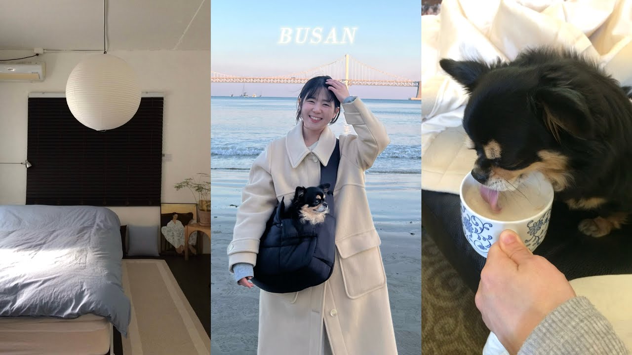 똔뽀이와 단둘이 부산에서 1박2일 ˚♡˚‧⁺༄ 부산 광안리 반려동물 동반 여행 🪼。·˚
