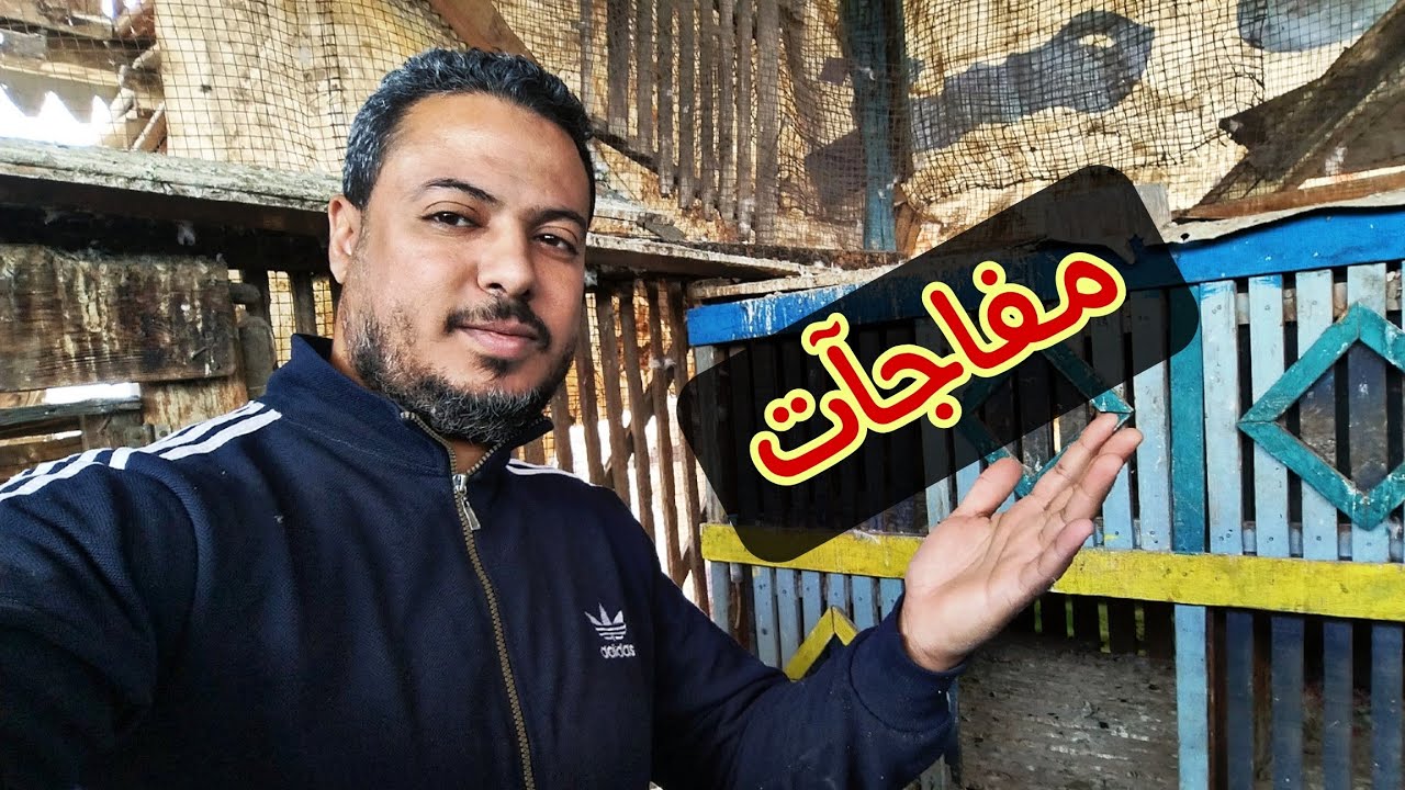 الجزء الثاني🔥عملت قصوص كتير🥰 ومفاجآت بالجملة💥#pigeon 