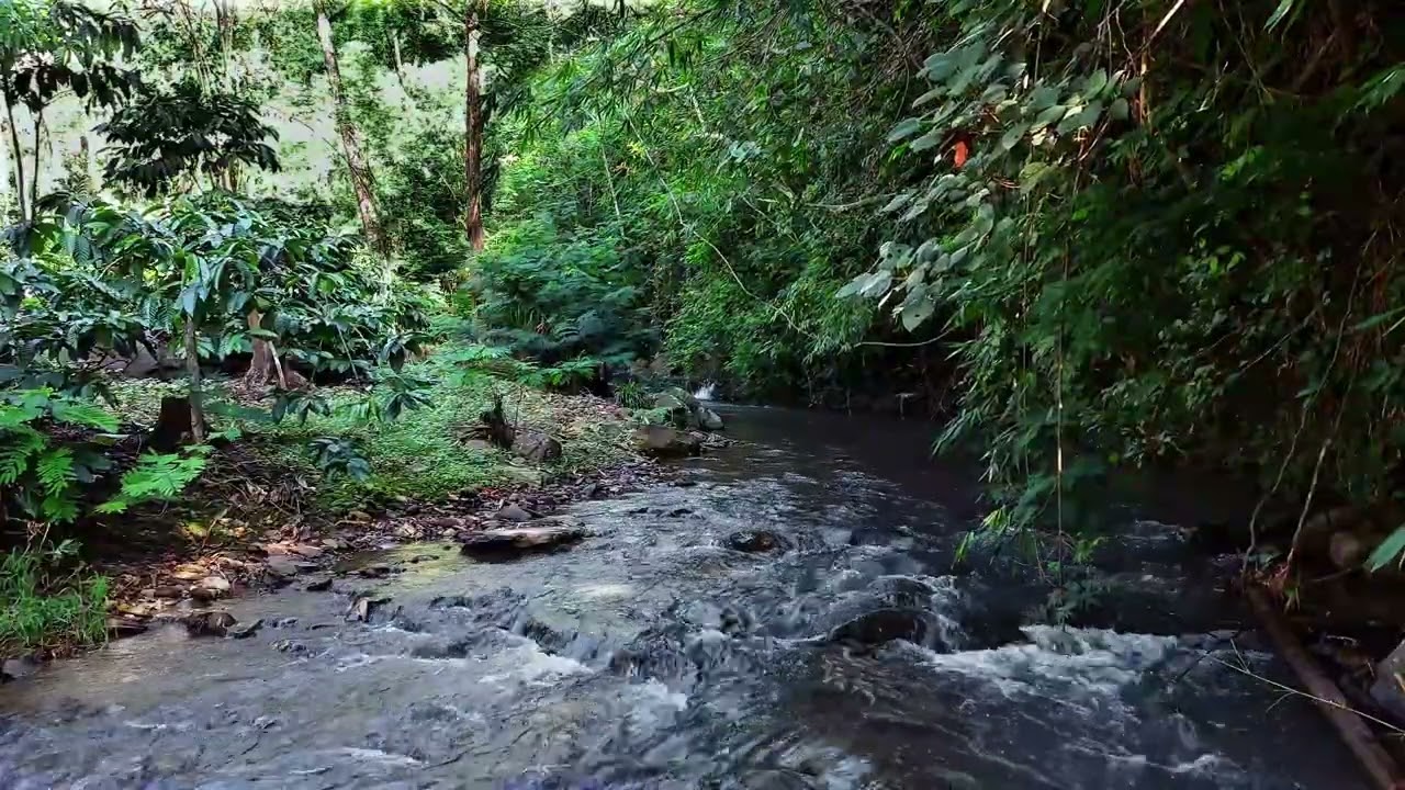 Stress Relief & Deep Focus | Peaceful Tropical River with Soft Water Sounds
