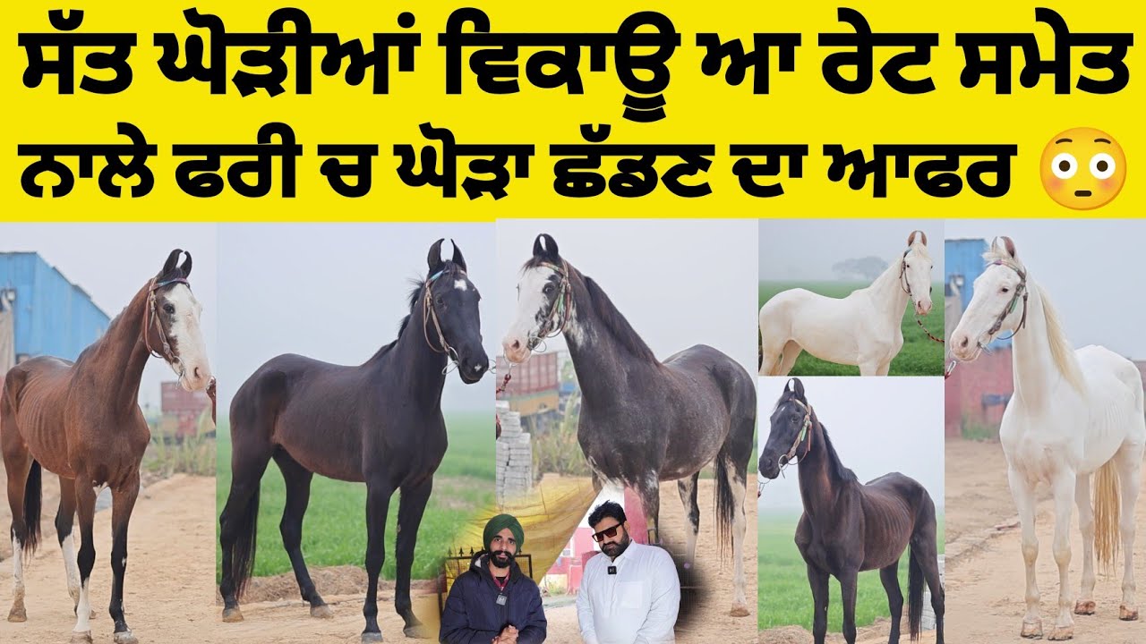 ਸੱਤ ਘੋੜੀਆਂ ਵਿਕਾਊ ਆ ਰੇਟ ਸਮੇਤ ਨਾਲੇ ਫਰੀ ਚ ਘੋੜਾ ਛੱਡਣ ਦਾ ਆਫਰ 😳 Mares For Sale With Price