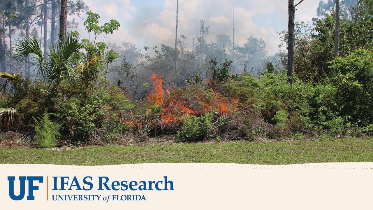 Restoring Pine Rockland Ecosystems with Fire