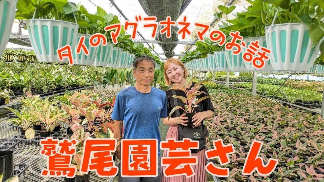 【タイのアグラオネマ】鷲尾園芸さんにお邪魔しました！