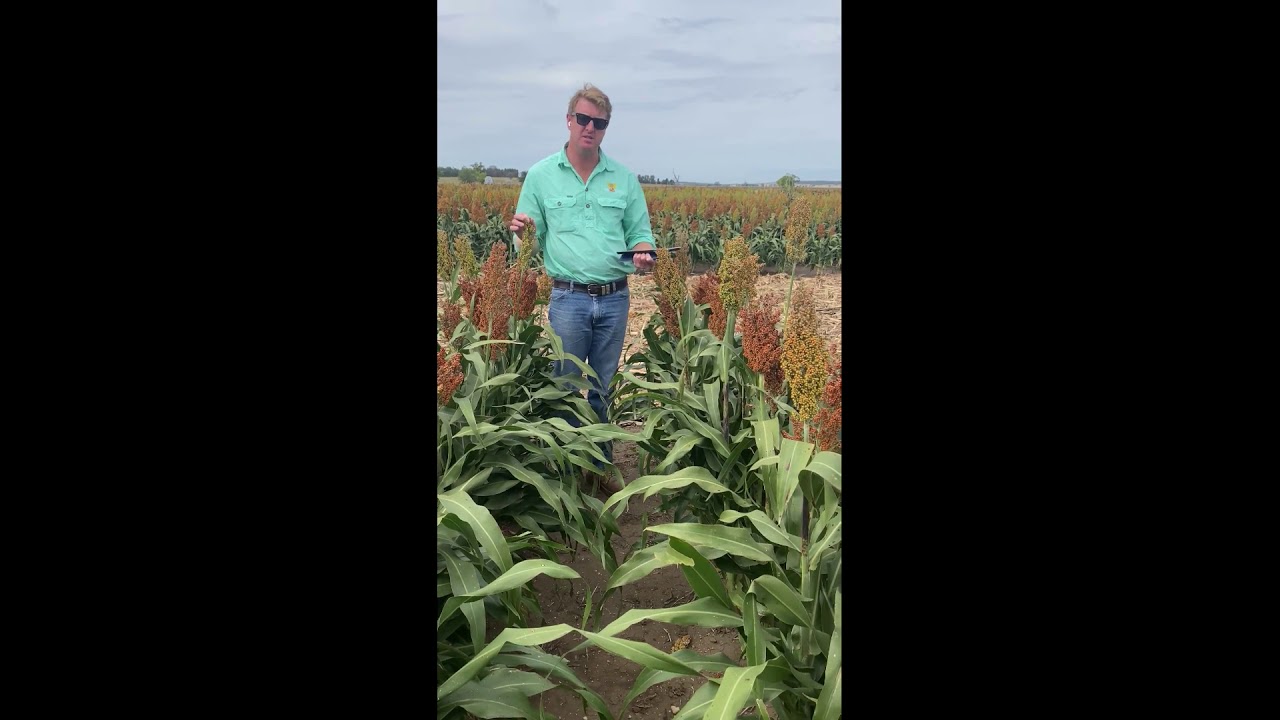 Sorghum Varieties