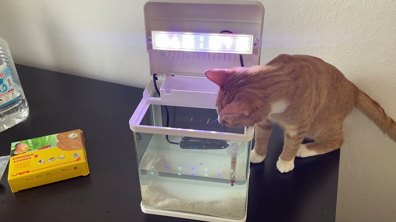 Triops, die Uhrzeitkrebse erwachen zu neuem Leben! Vom Ansetzen bis zum Schlupf.