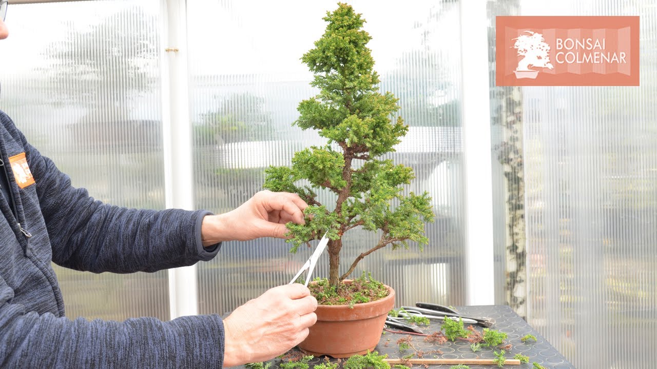 Cryptomeria - Bonsai Colmenar