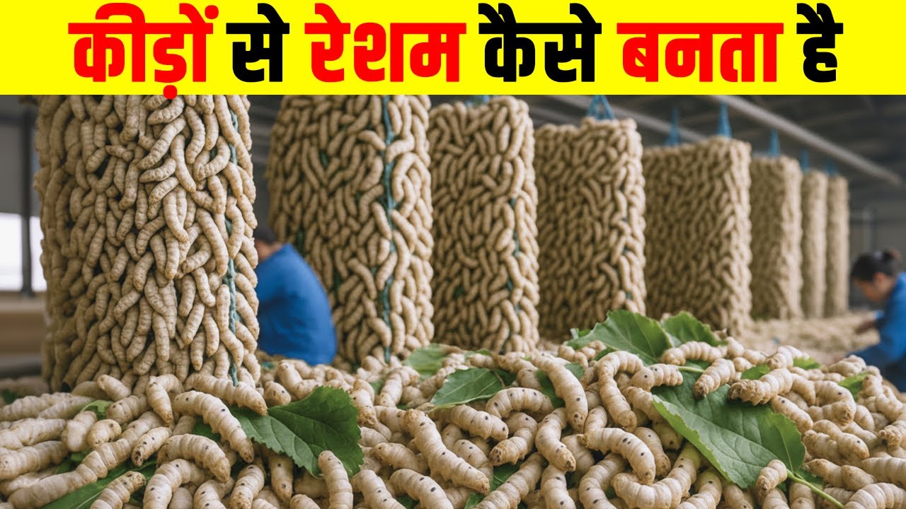 फैक्ट्रियों में कैसे बनता है कीड़ों से रेशम | How silk is made from insect in factory | Fact Fiction