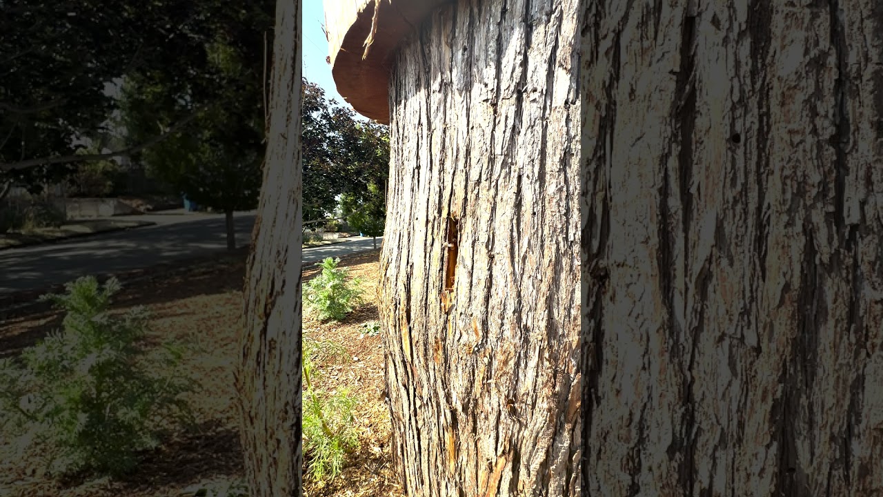 96 degrees no problem for the log beehive 