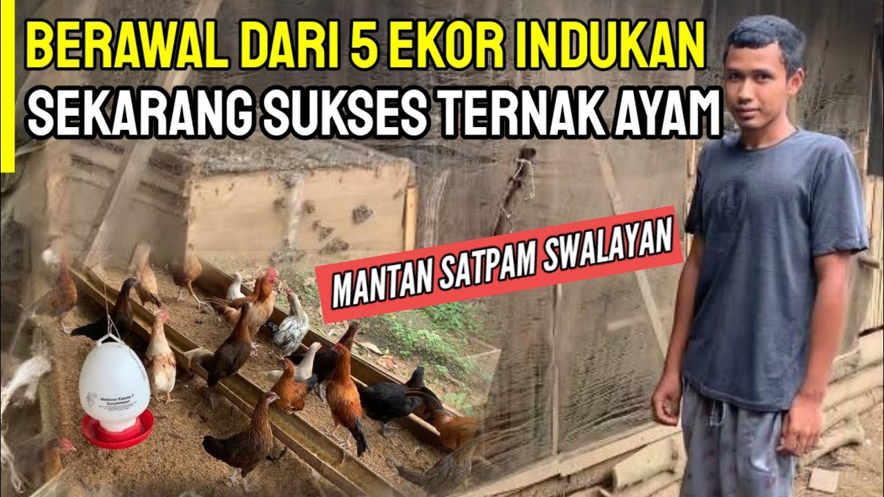 MANTAN SATPAM SWALAYAN SEKARANG SUKSES TERNAK AYAM KAMPUNG SKALA RUMAHAN