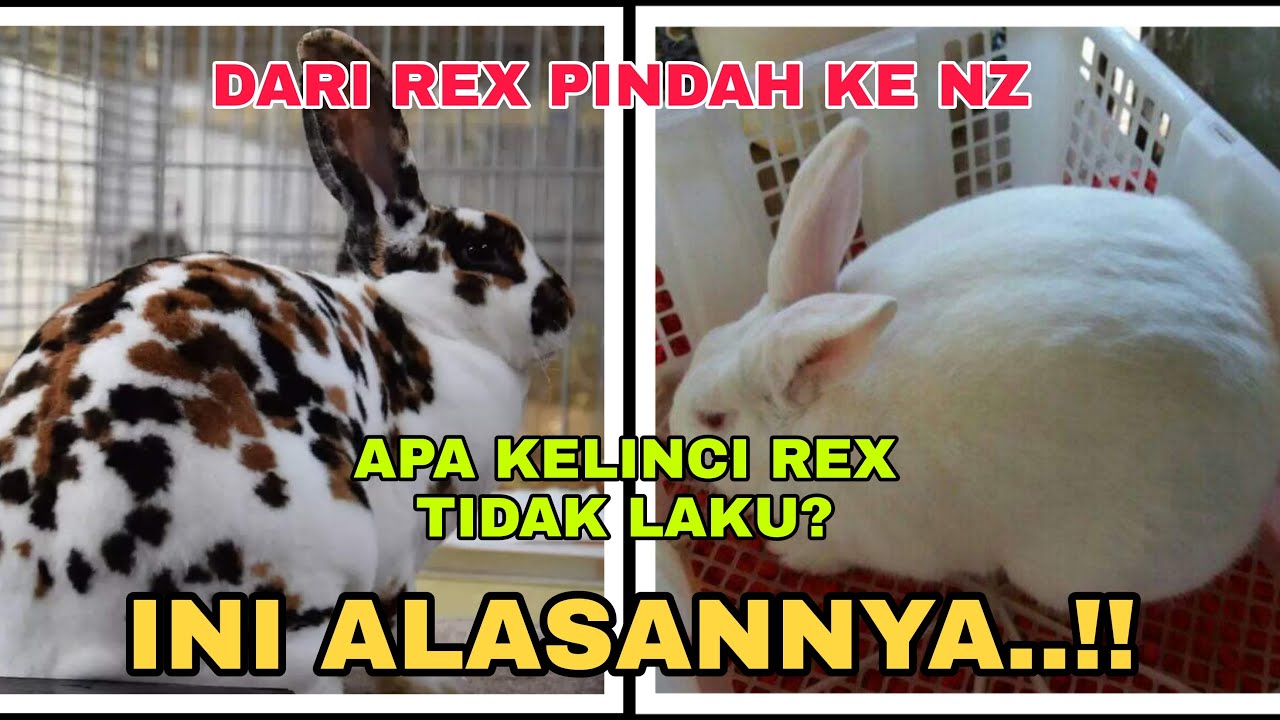 Alasan berpindah peliharaan dari kelinci REX ke kelinci NZ