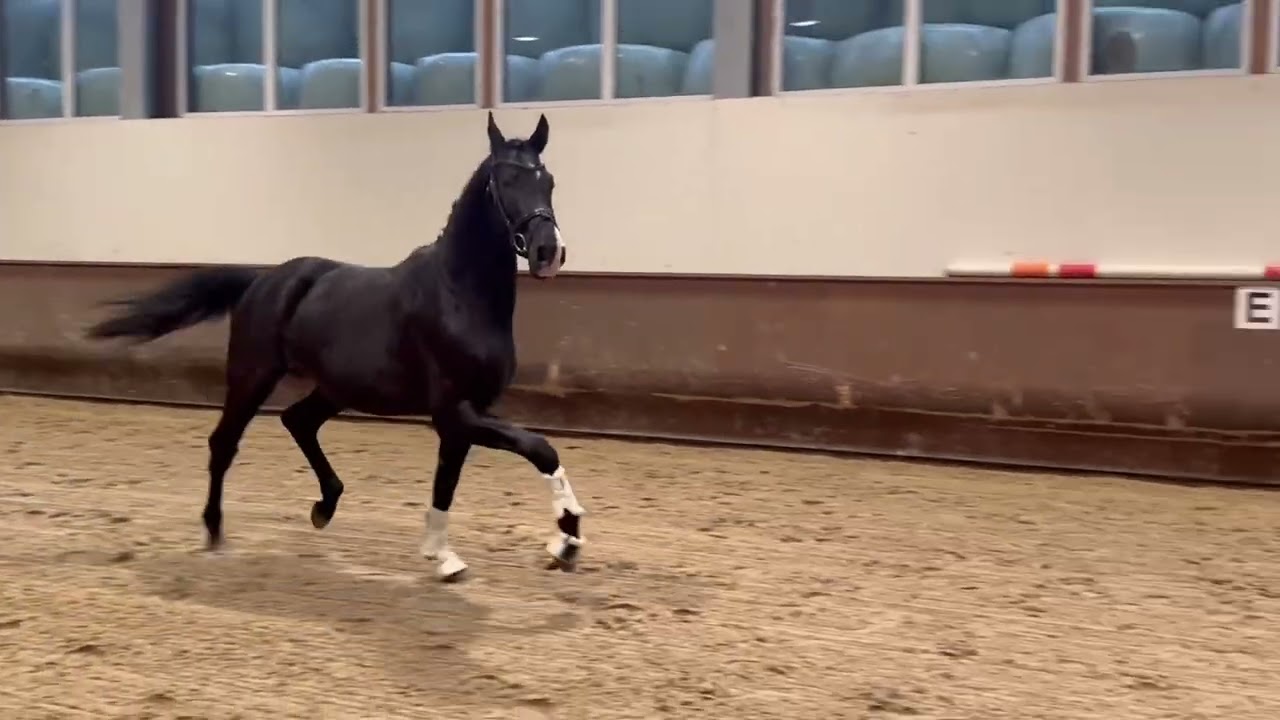 2023 Stallion Extreme US x Foundation