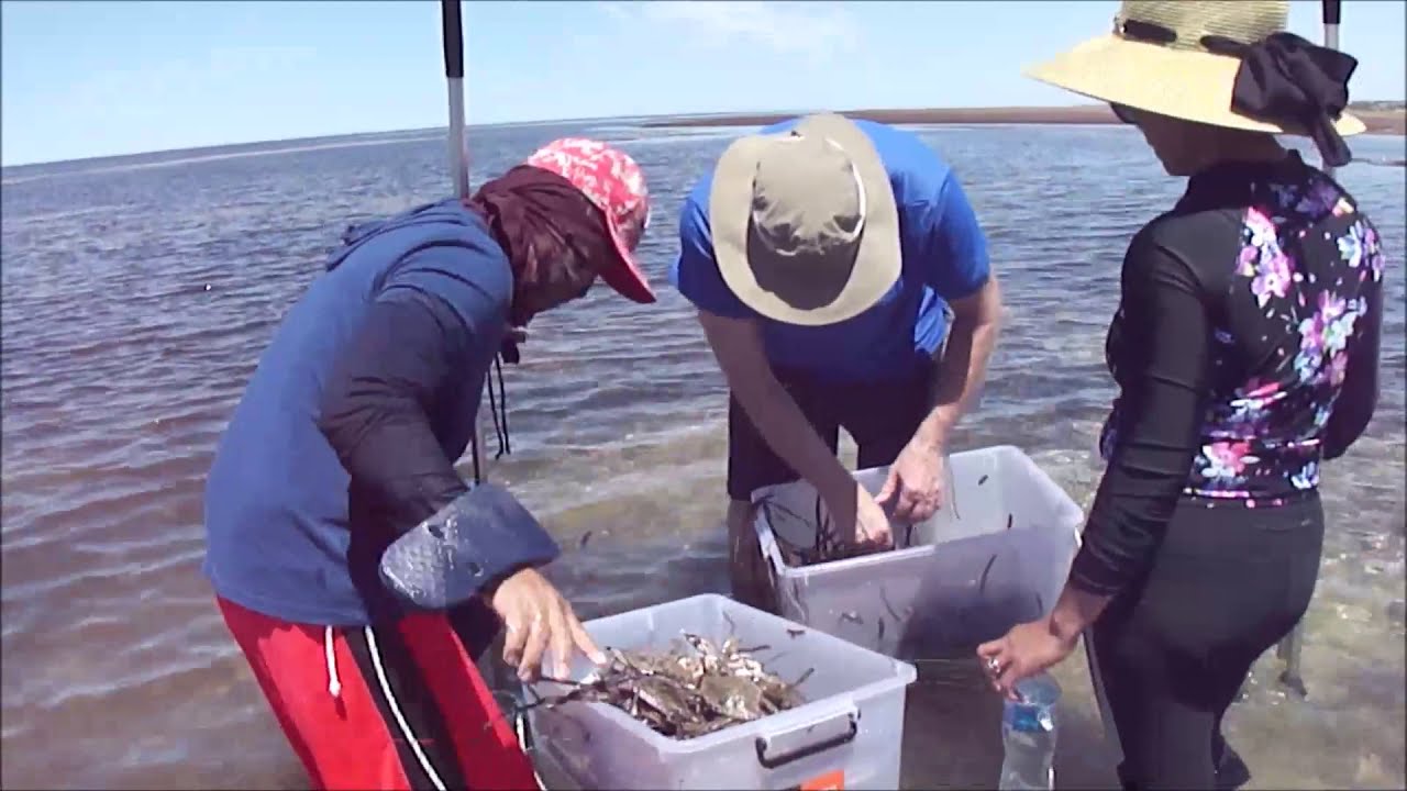 Crabbing in Ardrossan South Australia - Blue Swimmer Crabs