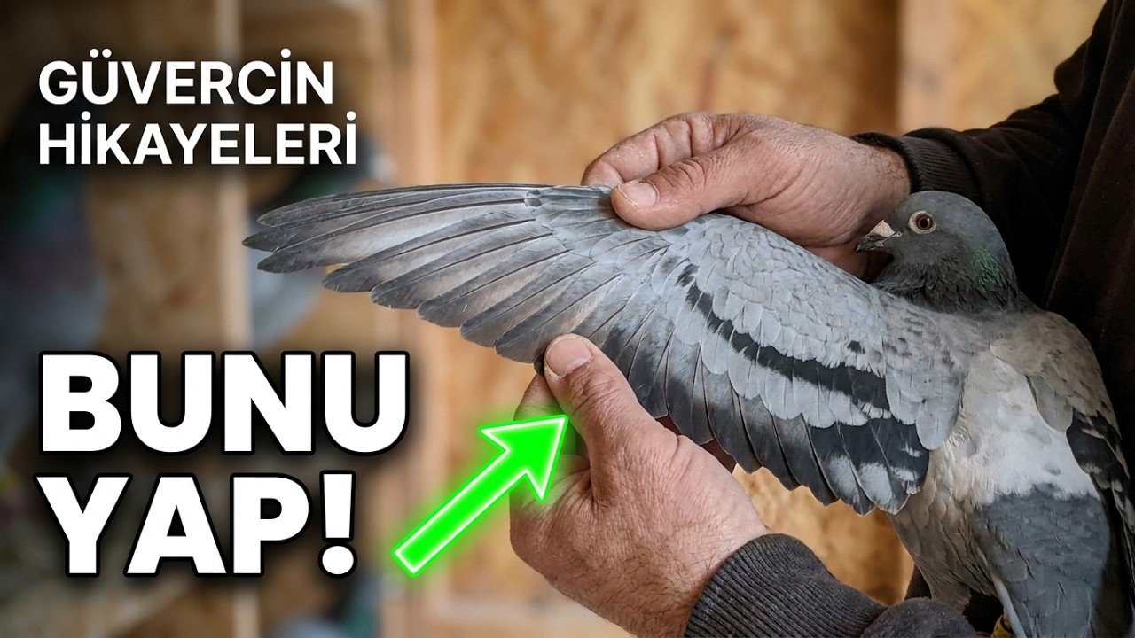 Adana güvercini hikayeleri Mustafa Çevik