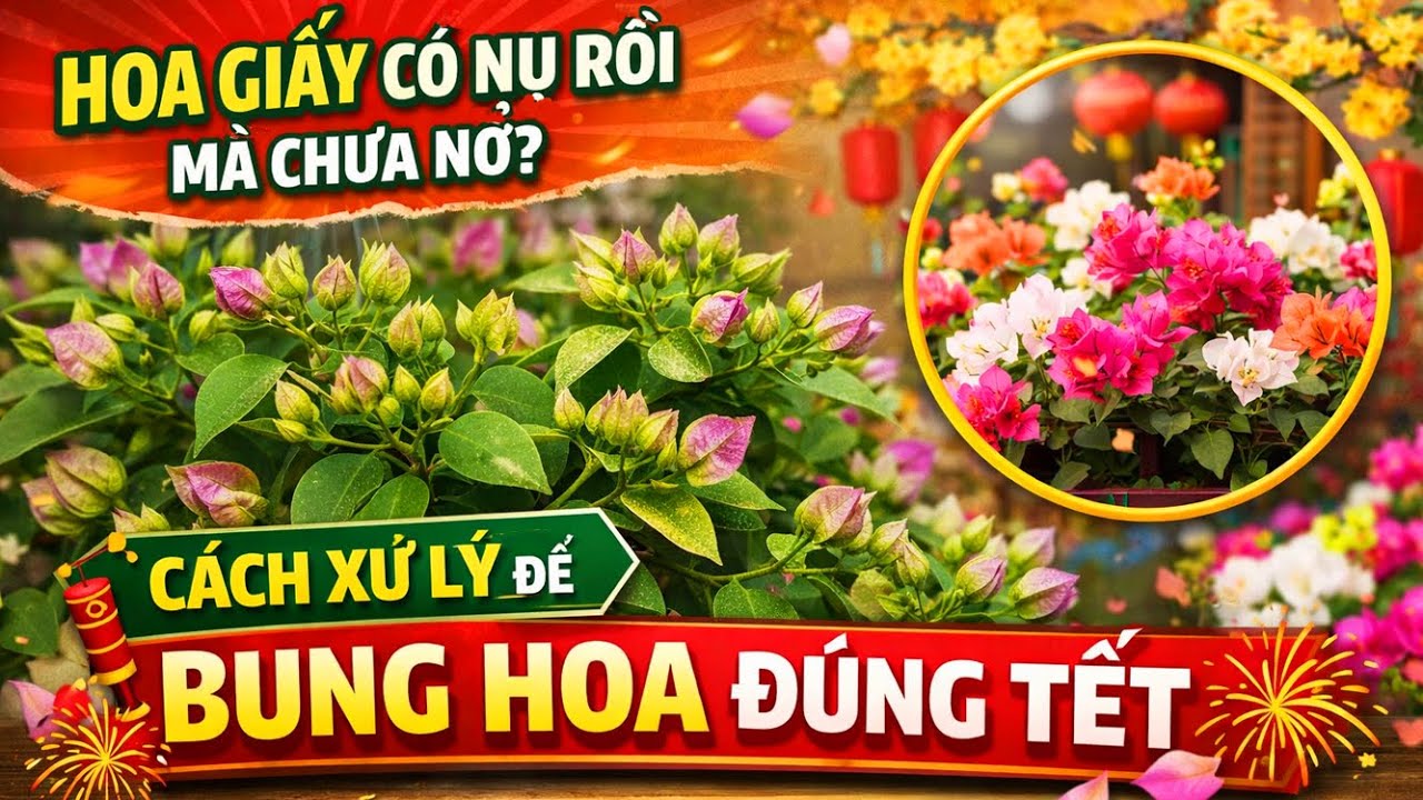 Hoa Giấy Có Nụ Rồi Mà Vẫn Chưa Nở  ? -  Cách Xử Lý Bung Hoa Đúng Tết.