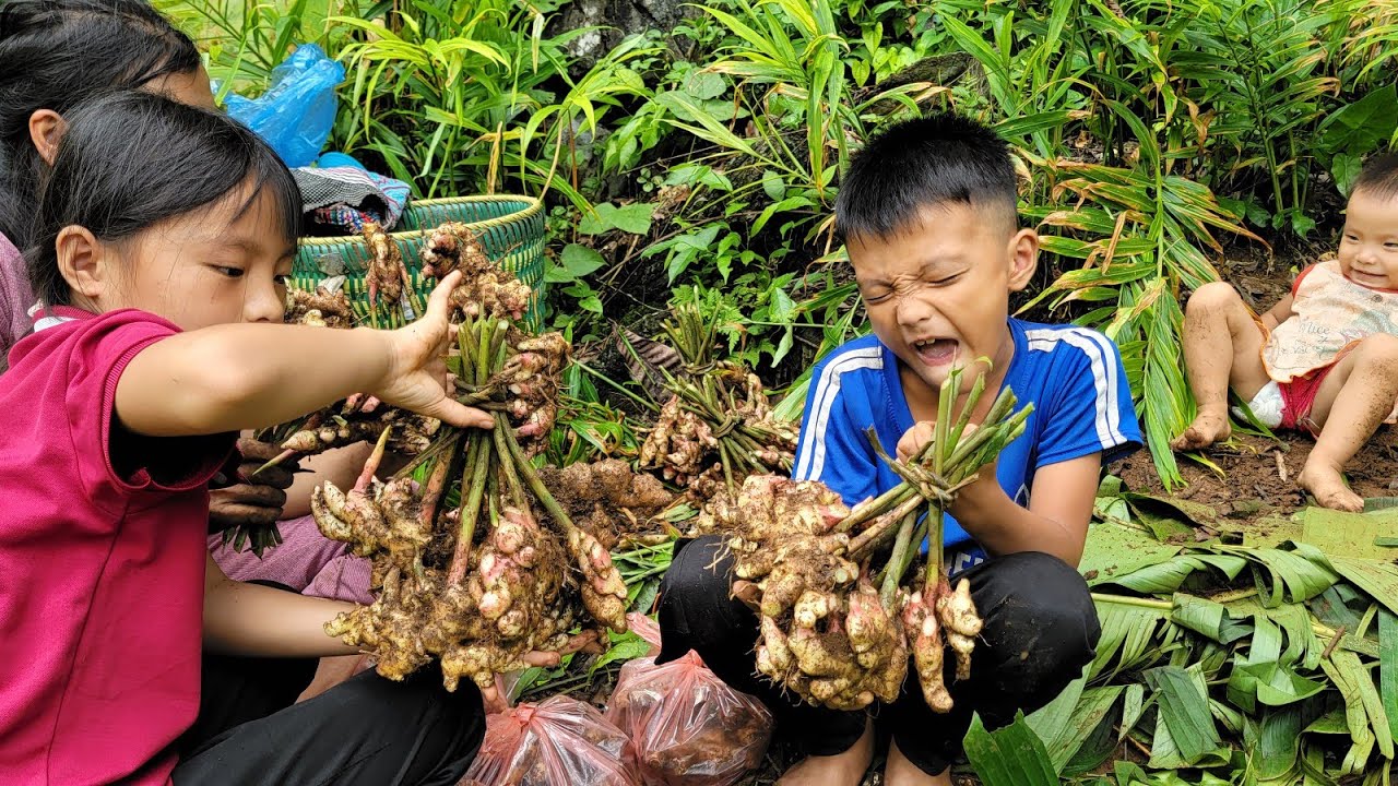Non-stop ginger harvesting in peaceful places with his children