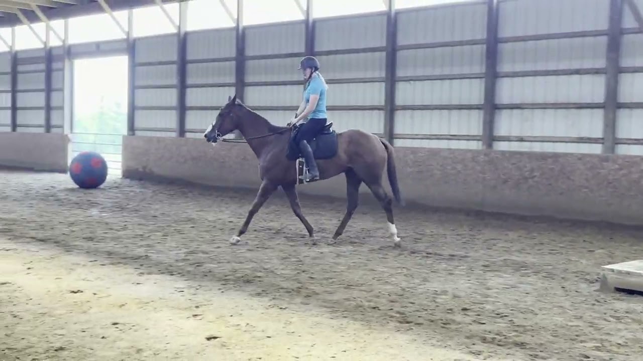 AUGURI - Adoptable Thoroughbred Mare - New Vocations
