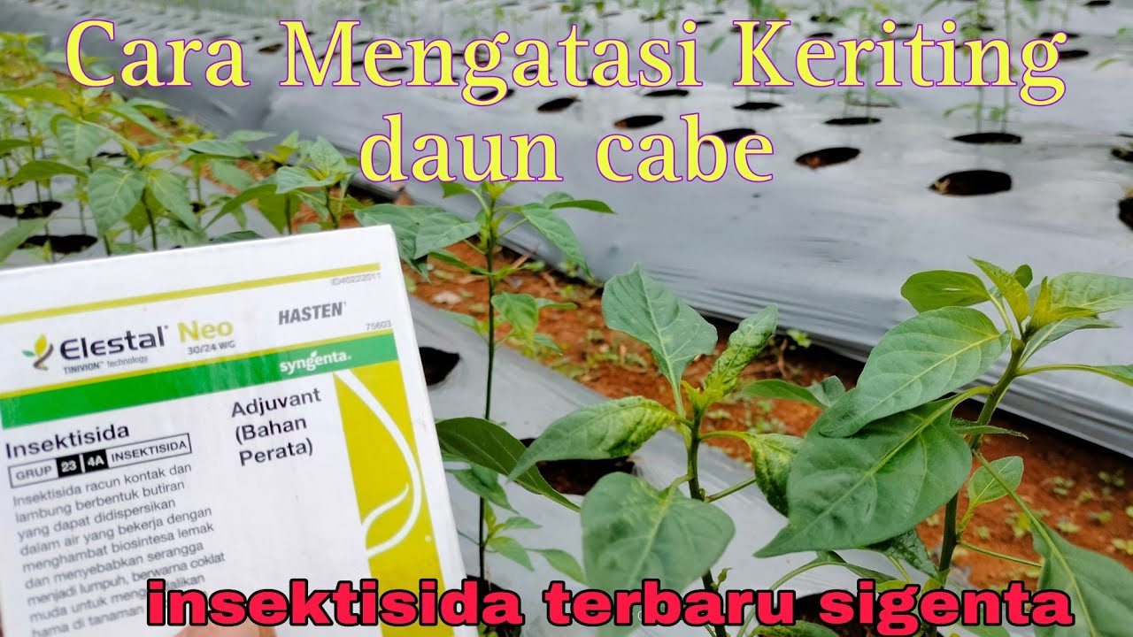 Cara Mengatasi keriting pada cabe, menggunakan Insektisida Elestal Neo sigenta