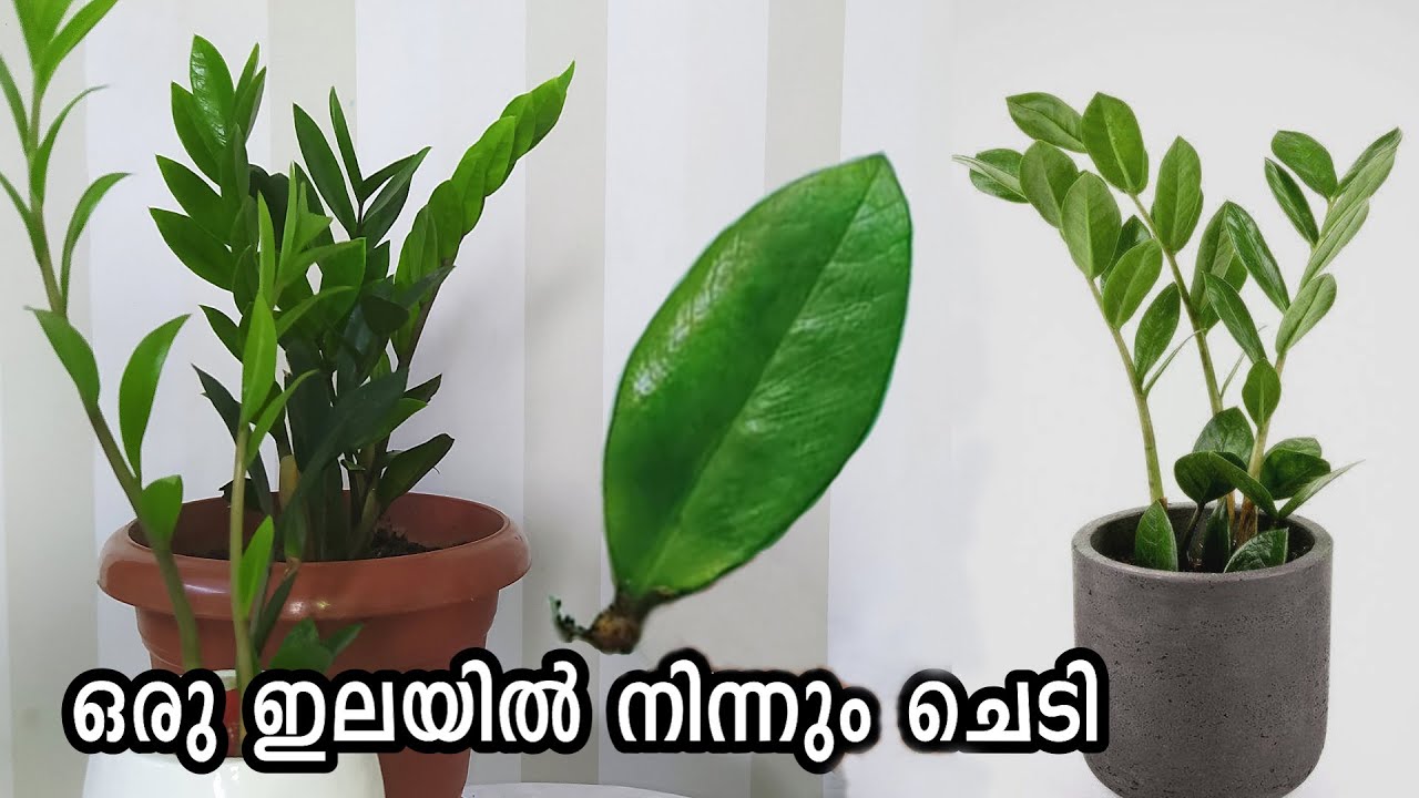 Zz Plant ഒരു ഇലയിൽ നിന്നും | ZZ Plant Single Leaf Propagation with UPDATES | Zamioculcas zamiifolia)