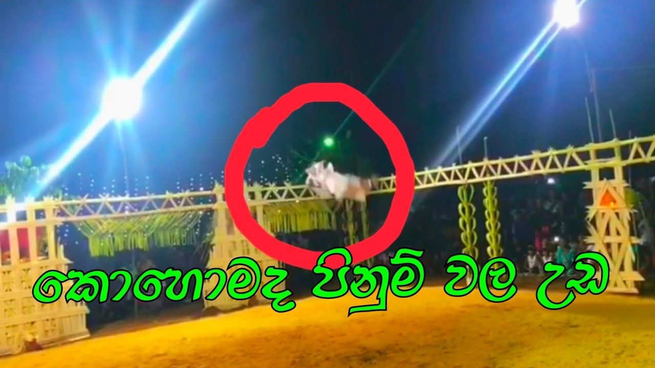 Flips | පිනුම් | කොහොමද පිනුම් වල උඩ_ ලංකාවේ අංක එක..From Sri Lanka to International 🔥🔥