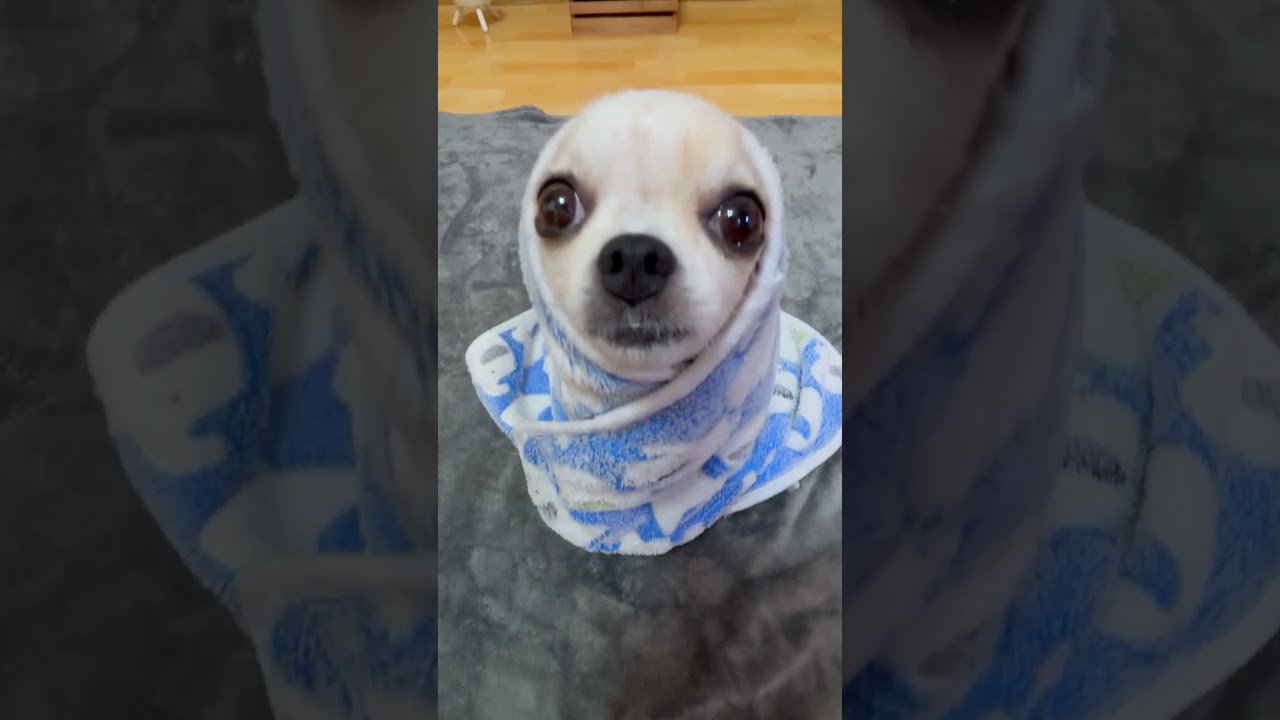 Una paloma blanca #tiktokviral #yodajjeom #unapalomablanca