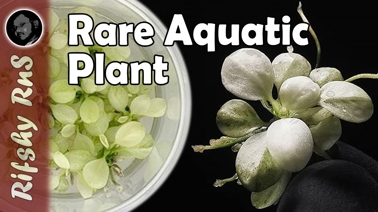 Anubias barteri var. nana ‘Snow White’  #Aquaflora #ECOSCAPE