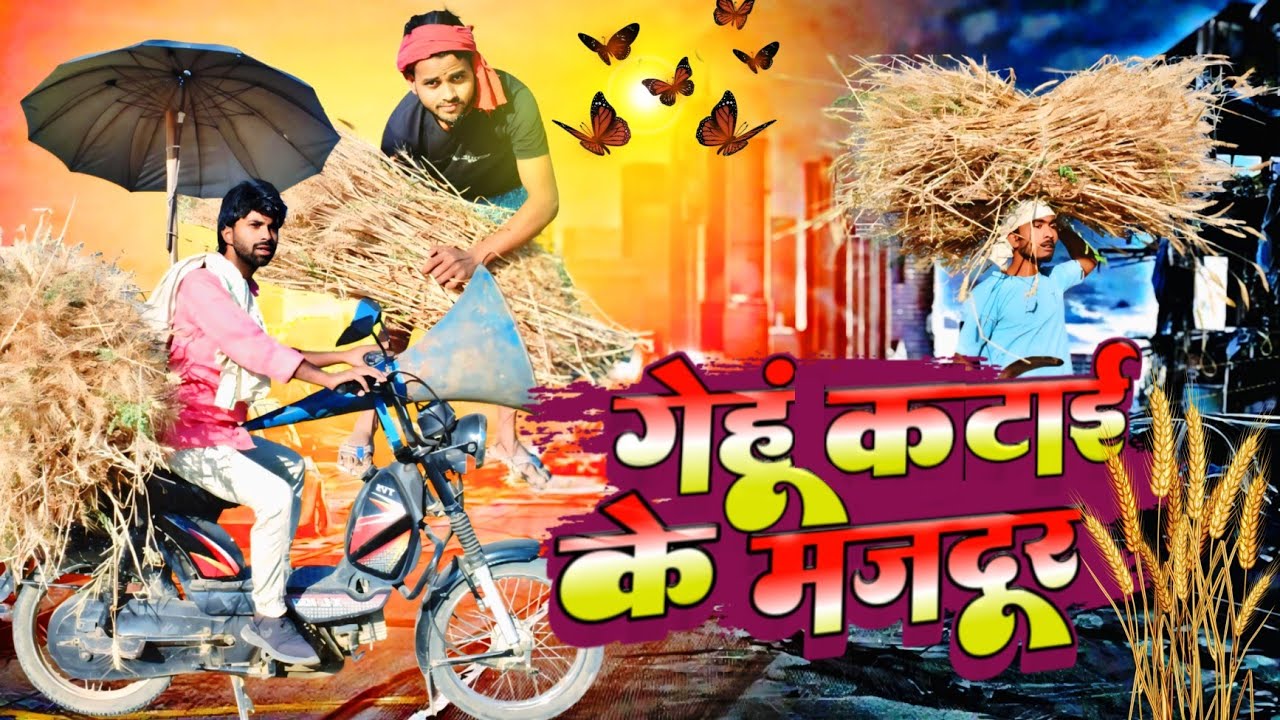 Viralvideo गेहूं कटाई के मजदूर || gehu katai ke majadoor || Katni special 2025