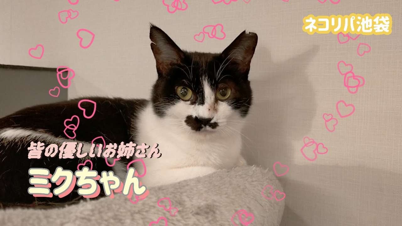 猫達の優しいお姉さんのミクちゃん【保護猫カフェ】