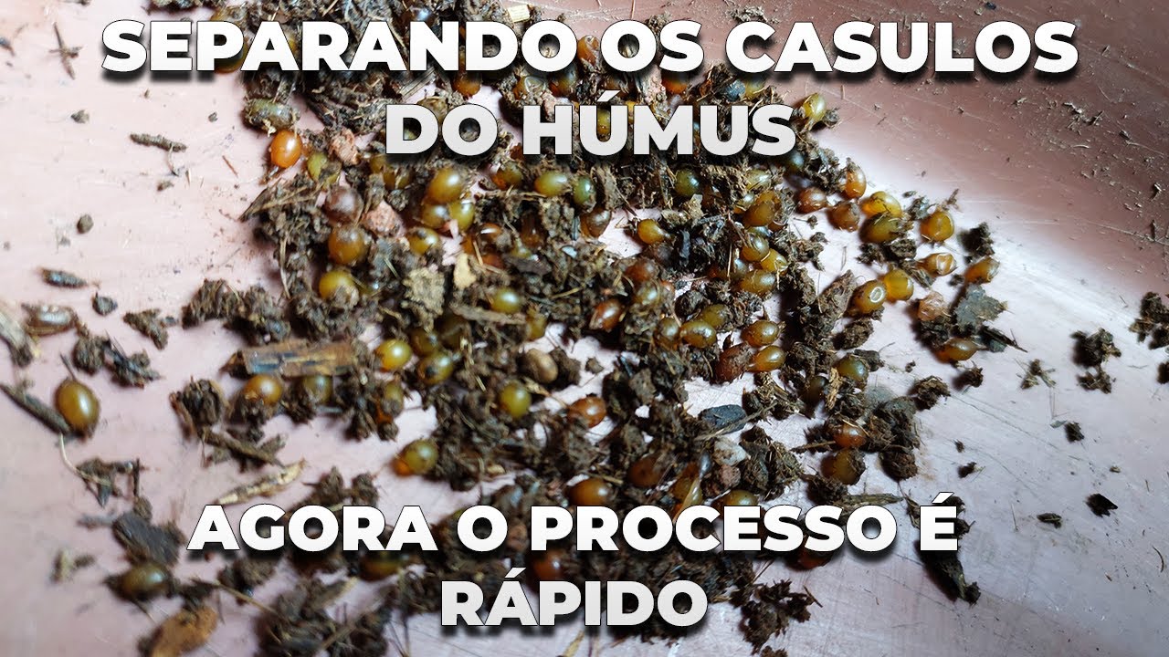 Separando os casulos do húmus, agora o processo é rápido