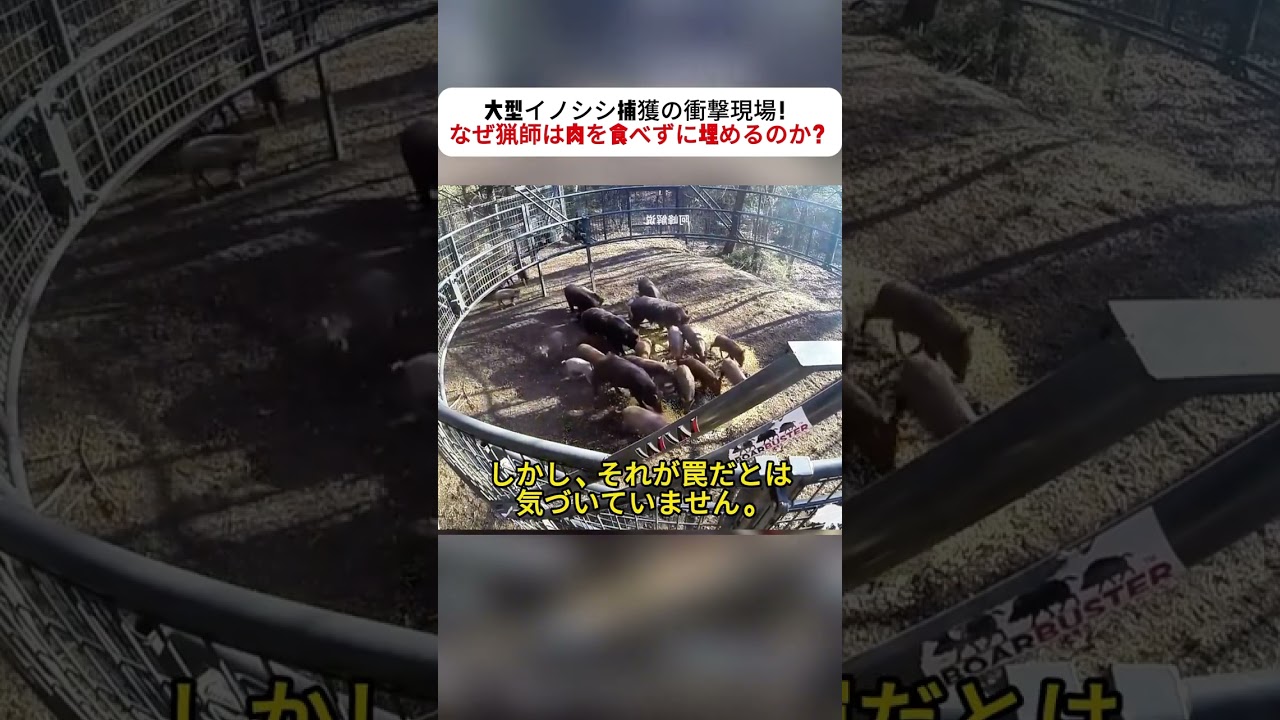 大型イノシシ捕獲の衝撃現場！ なぜ猟師は肉を食べずに埋めるのか？ #イノシシ捕獲 #猟師の秘密 #野生動物問題 #自然と共存 #捕獲の現場
