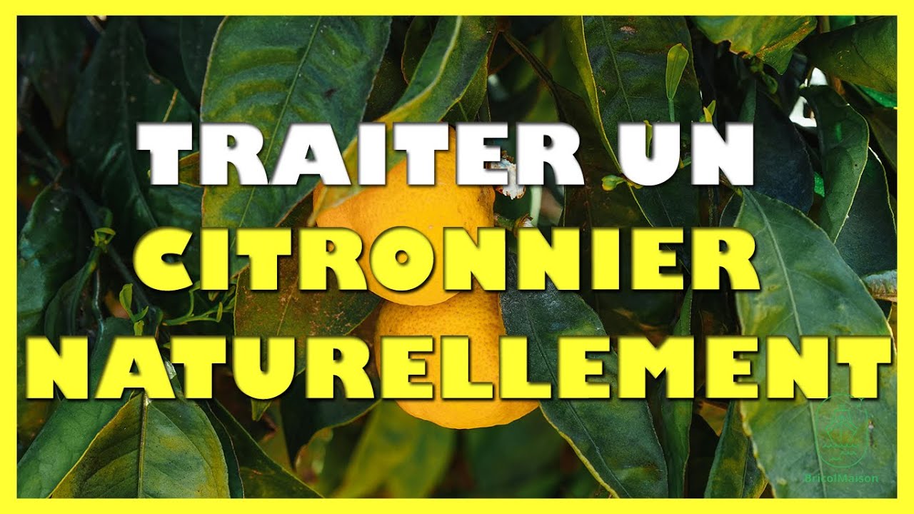 Comment traiter un citronnier naturellement
